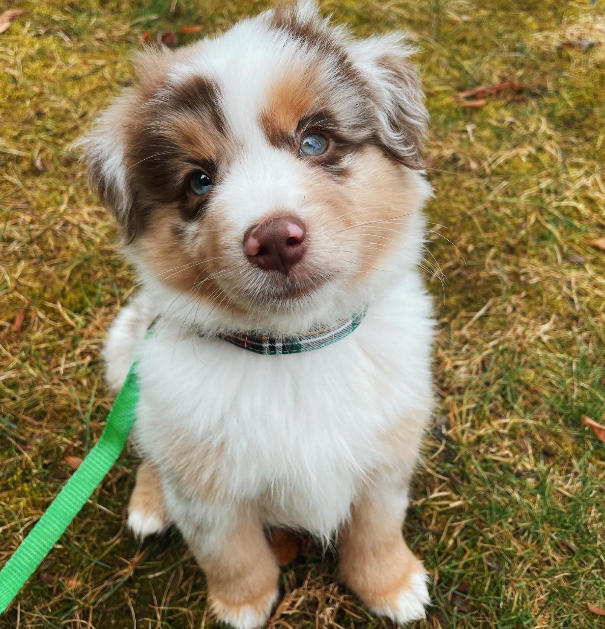 Tracy - Australian Shepherd Puppy